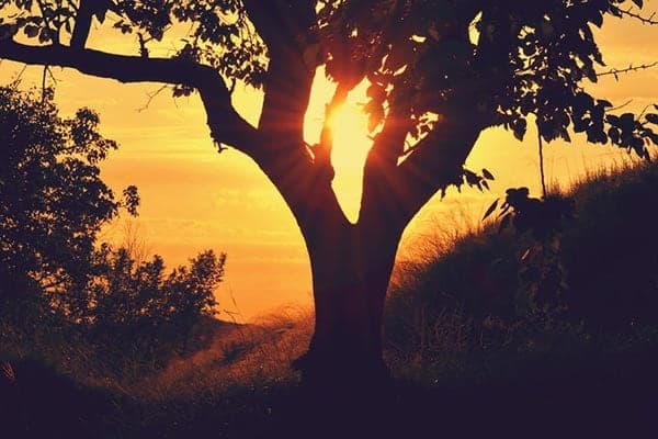 Der Baum der Erholung